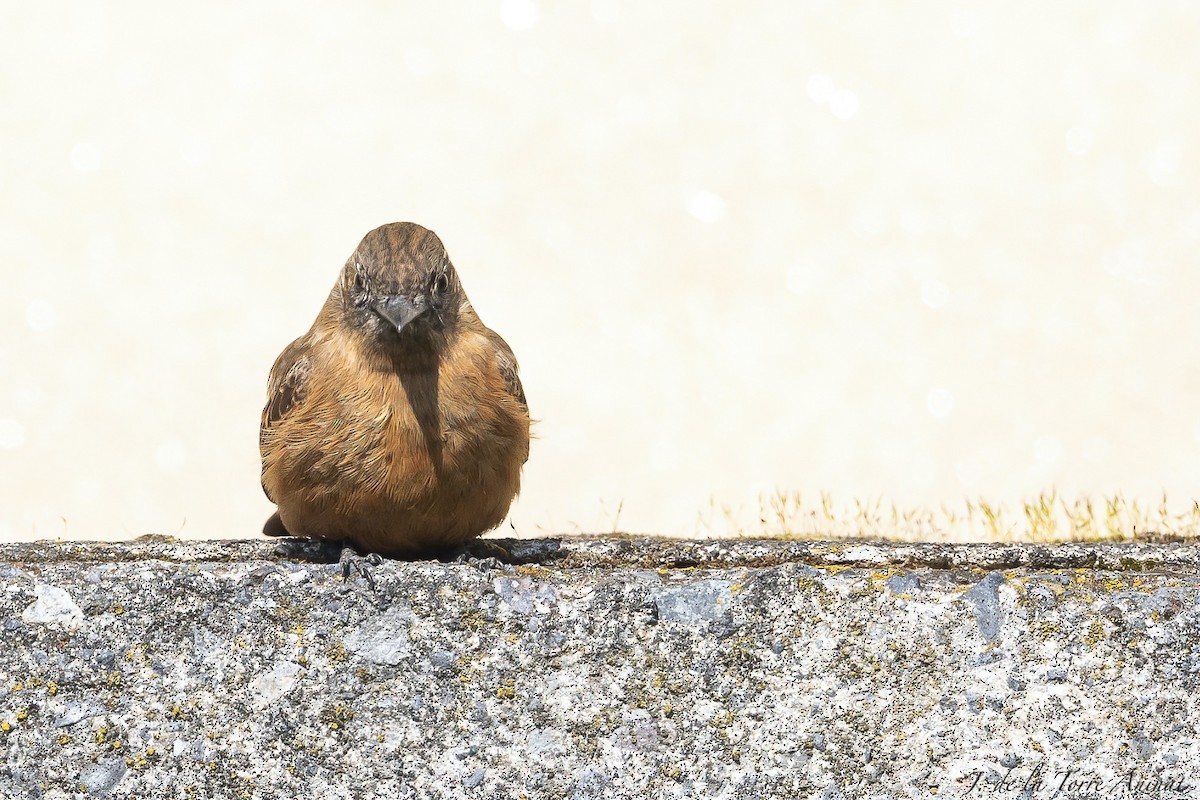 Cliff Flycatcher - ML622342398