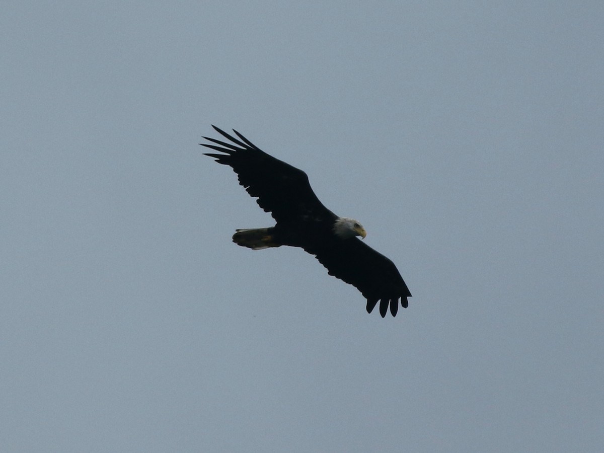 Bald Eagle - ML622342402