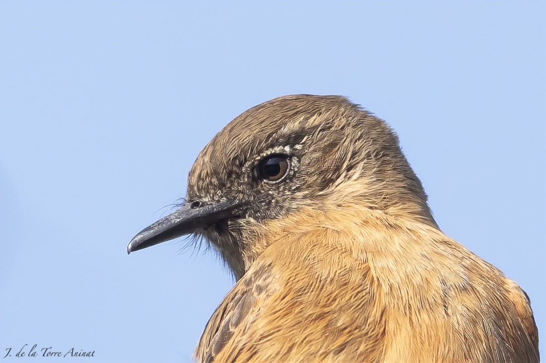 Cliff Flycatcher - ML622342403
