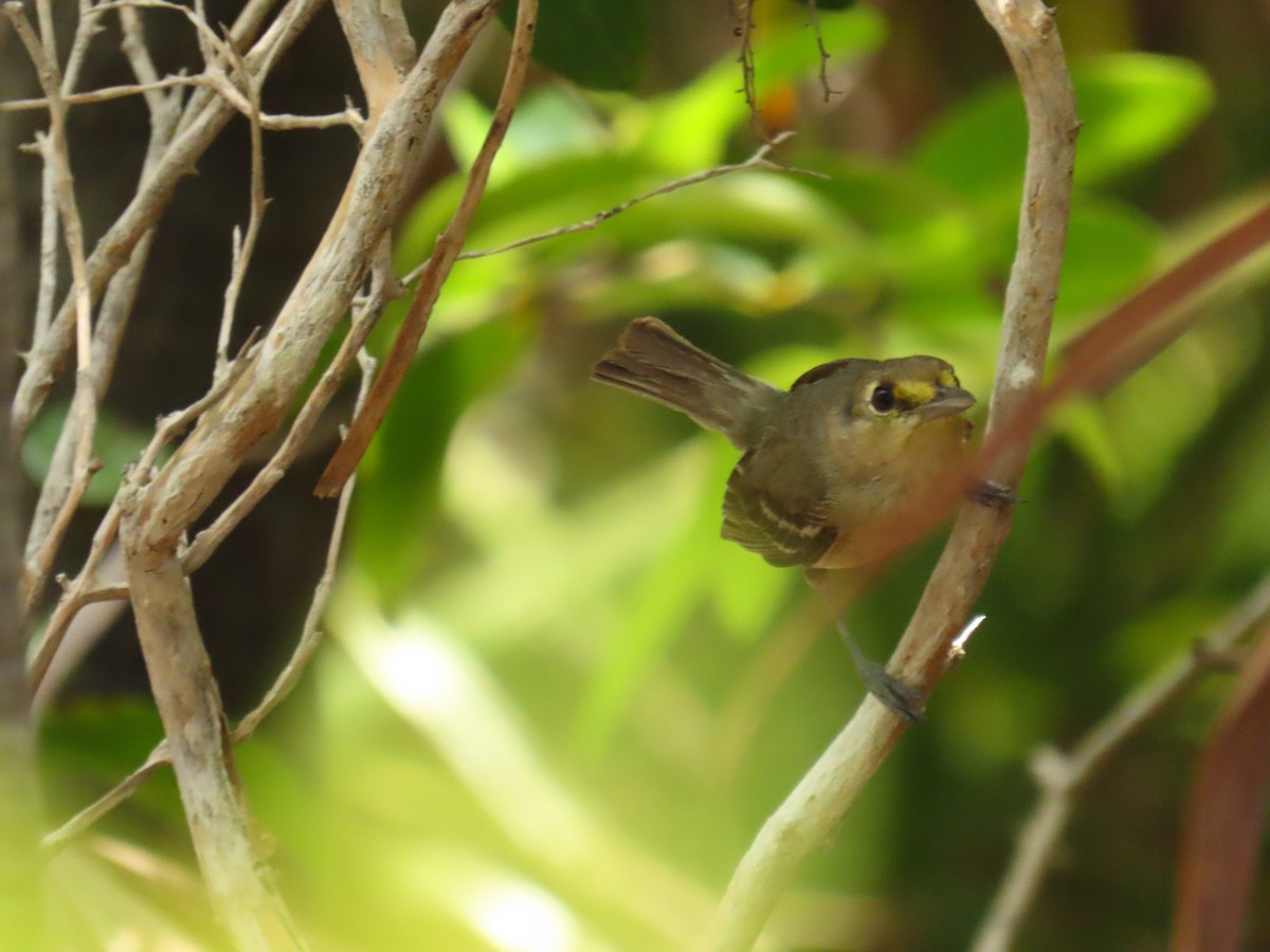 Thick-billed Vireo - ML622342414