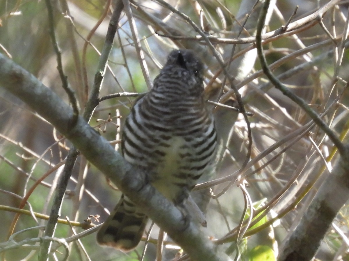 Shining Bronze-Cuckoo - Scott Fox