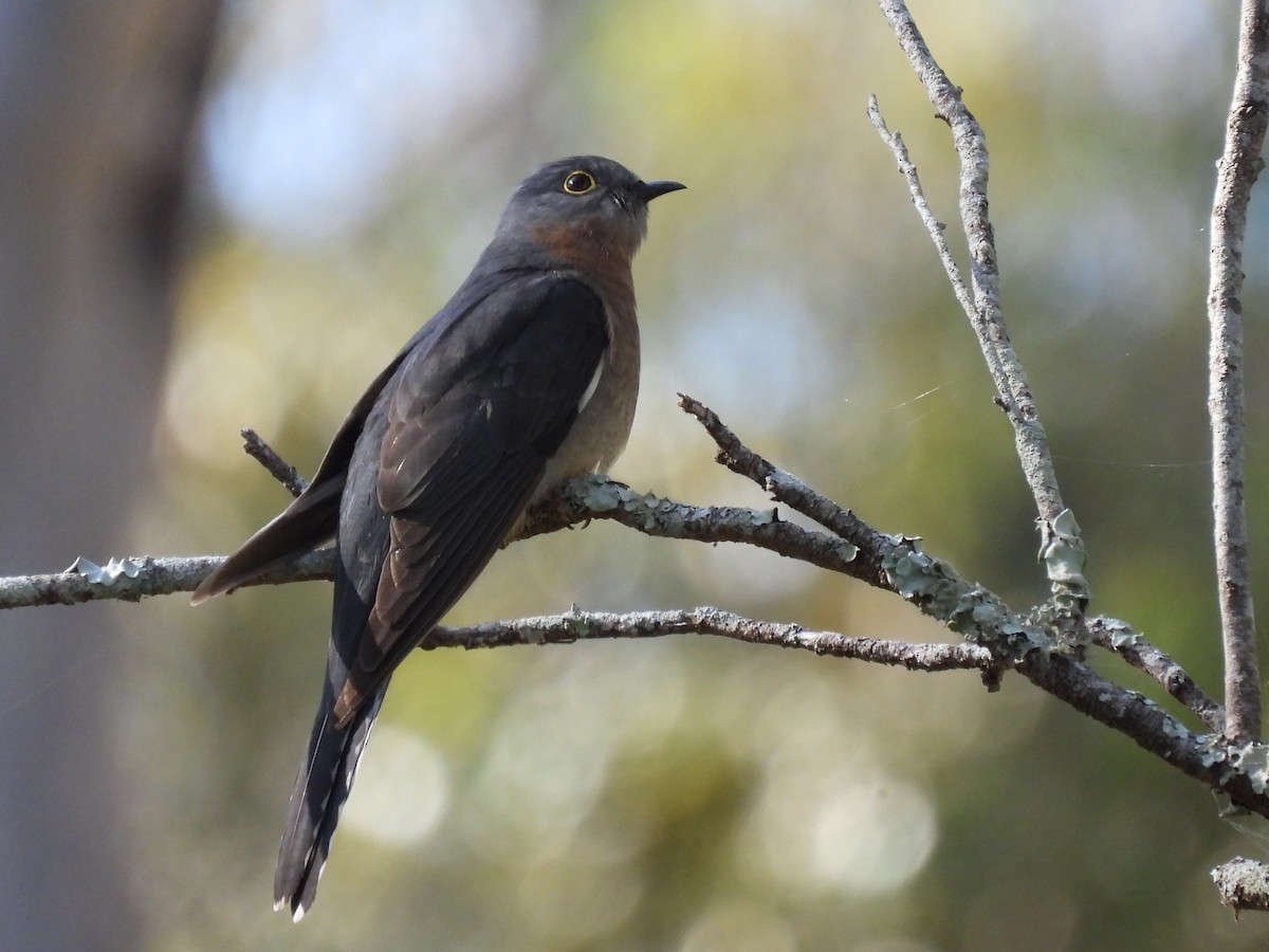 Fan-tailed Cuckoo - ML622342455