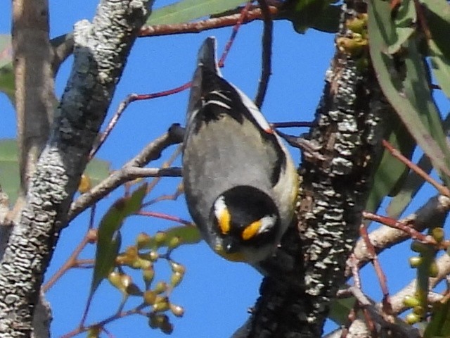 Striated Pardalote - ML622342479