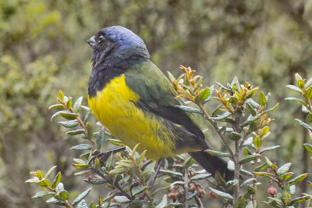 Black-chested Mountain Tanager - ML622342549