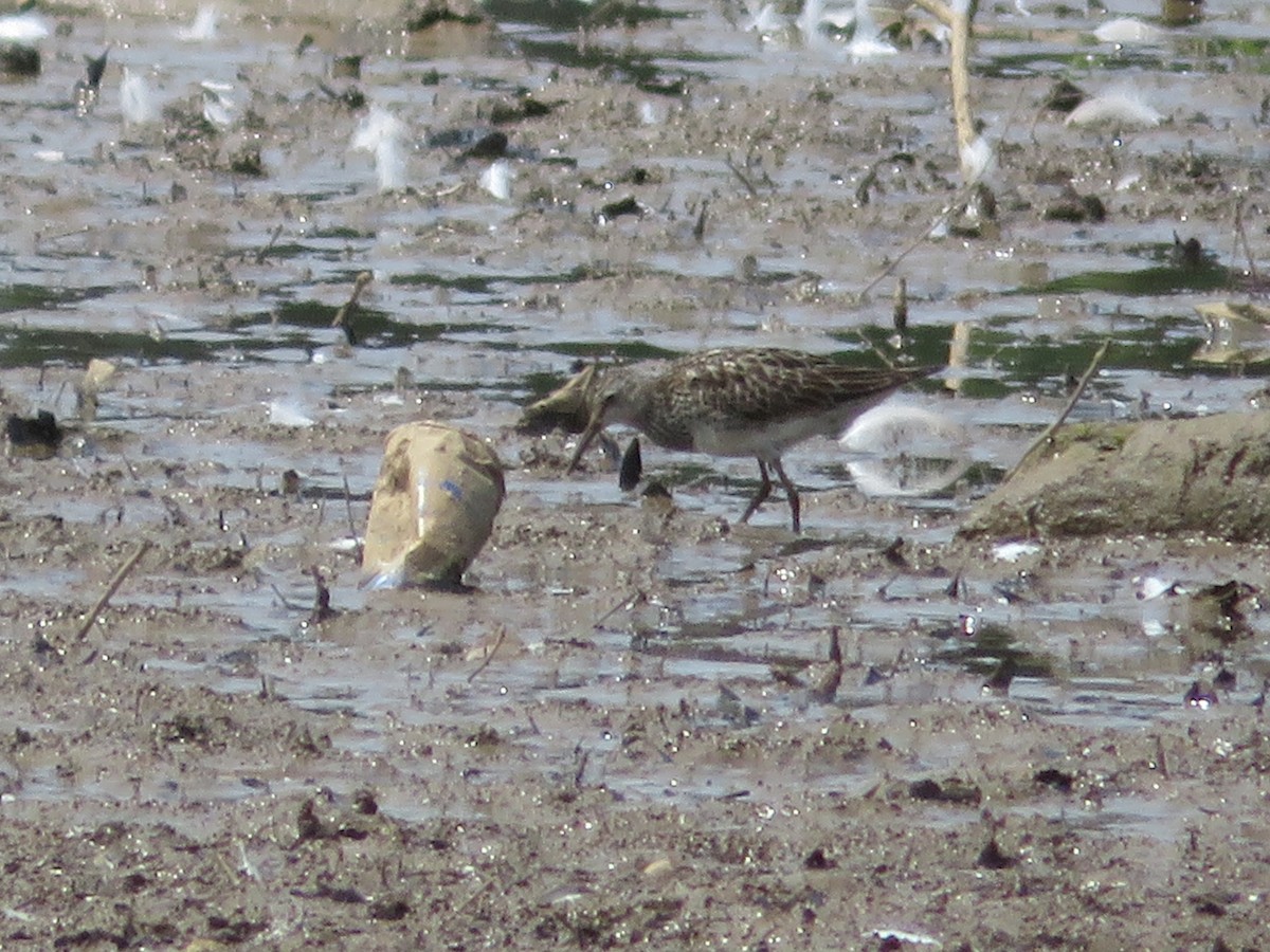 Pectoral Sandpiper - ML622342551