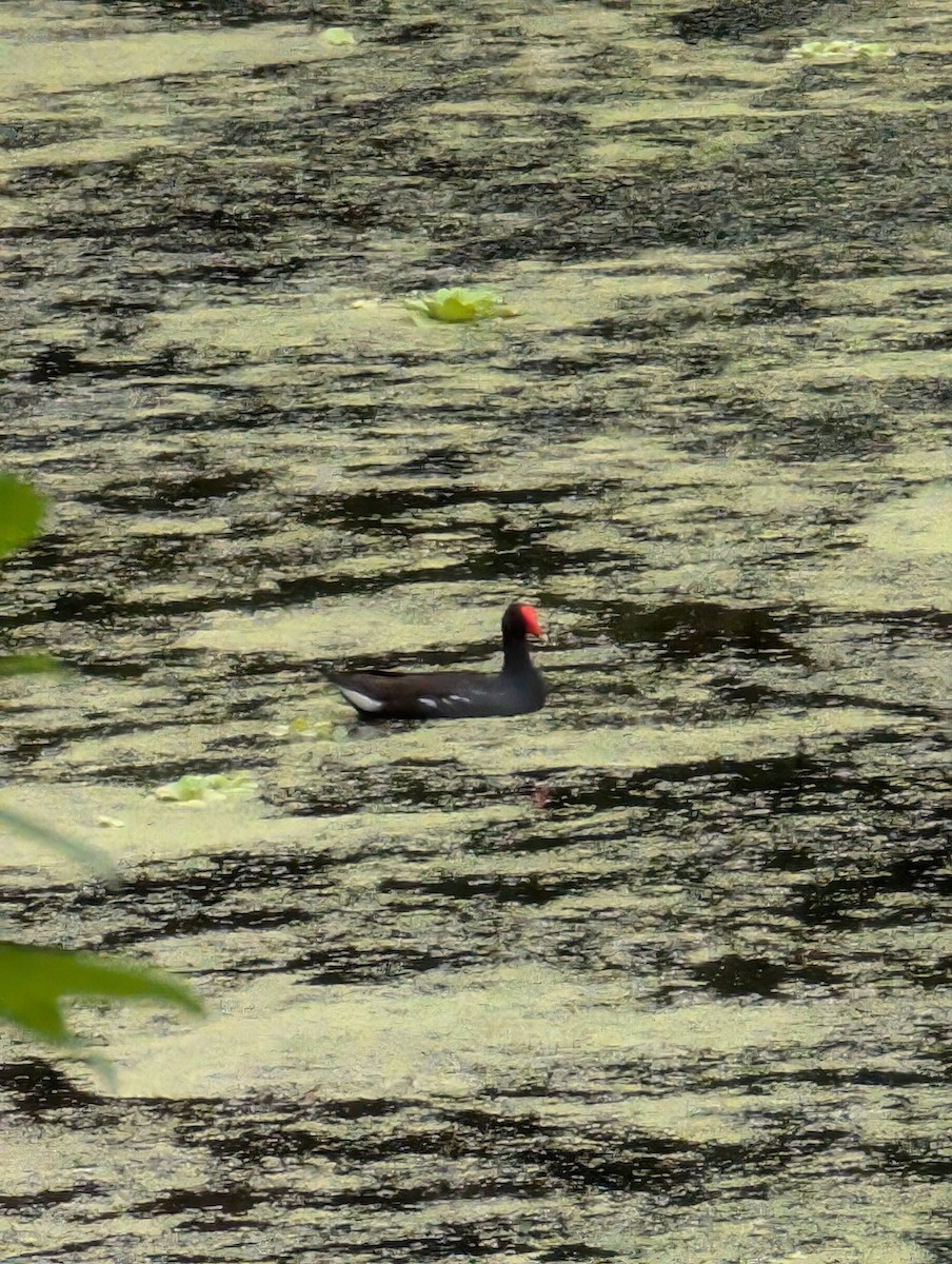 Common Gallinule - ML622342570