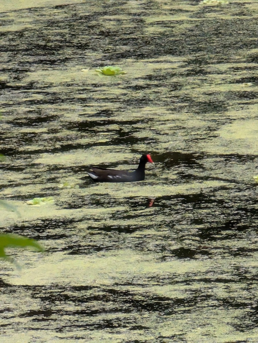 Common Gallinule - ML622342571