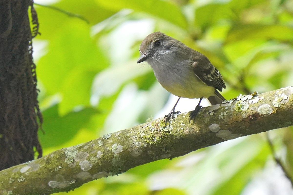 Pale-edged Flycatcher - ML622342624