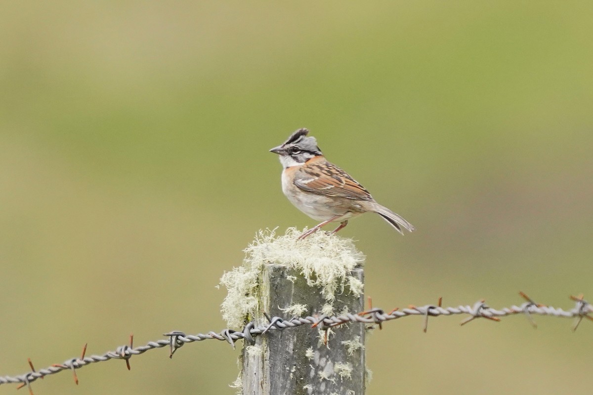 Rufous-collared Sparrow - ML622342629