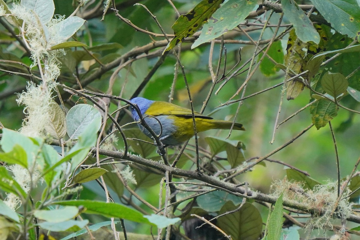 Blue-capped Tanager - Luis Carlos García Mejía