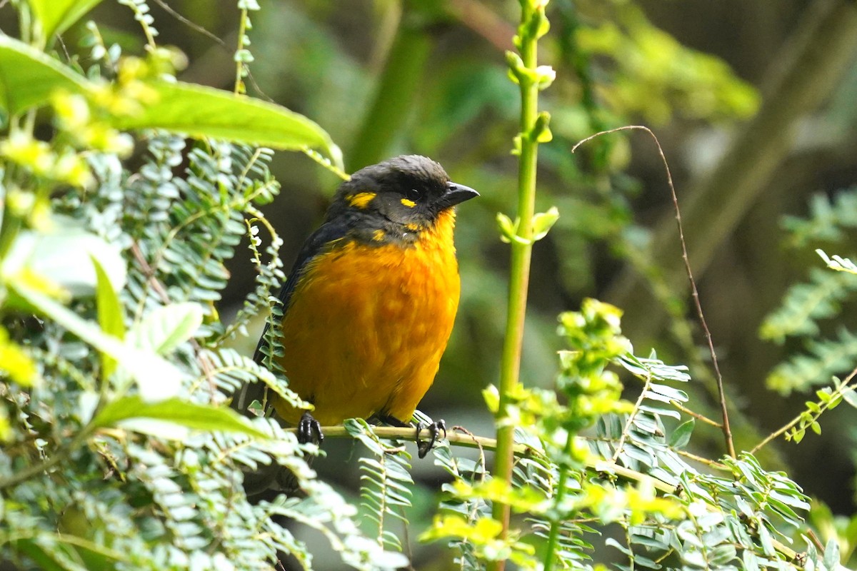 Lacrimose Mountain Tanager - ML622342657