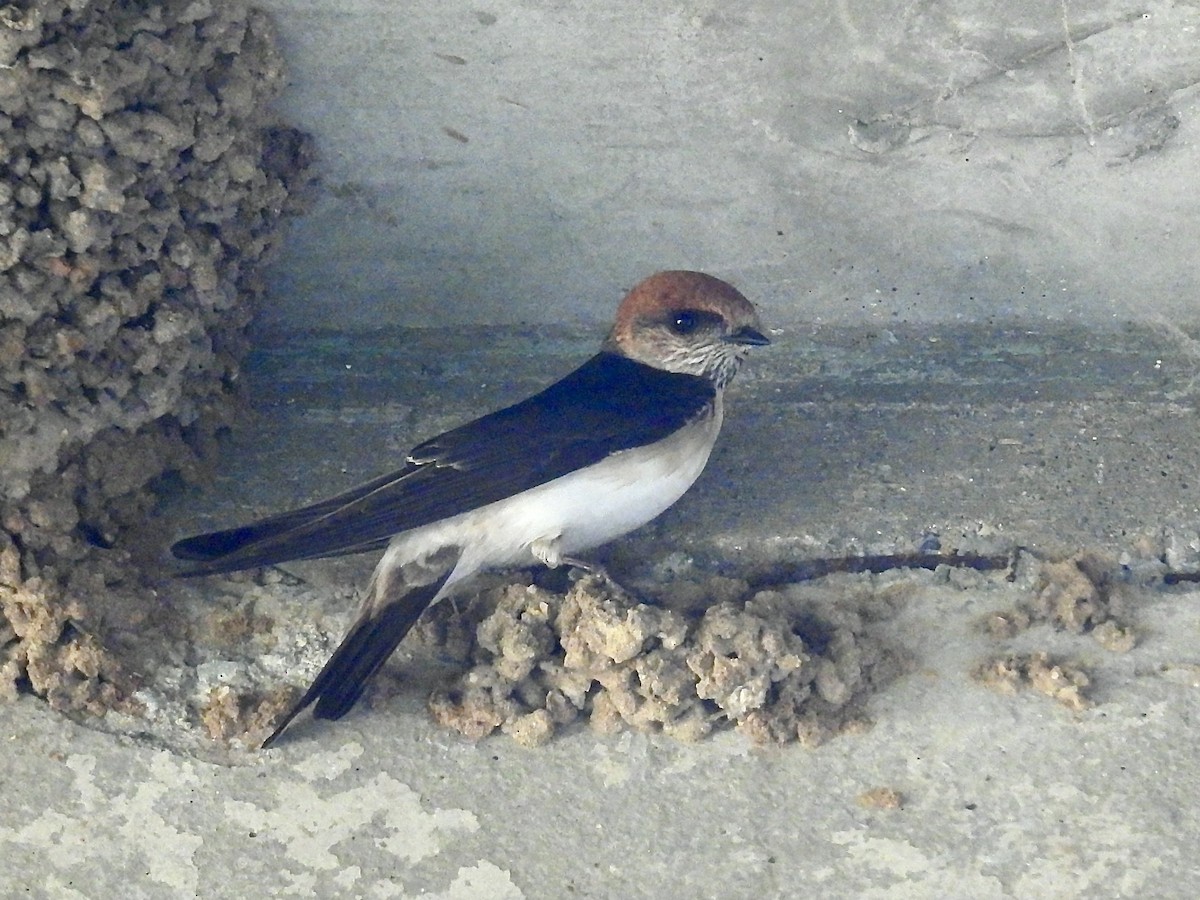 Fairy Martin - ML622342811