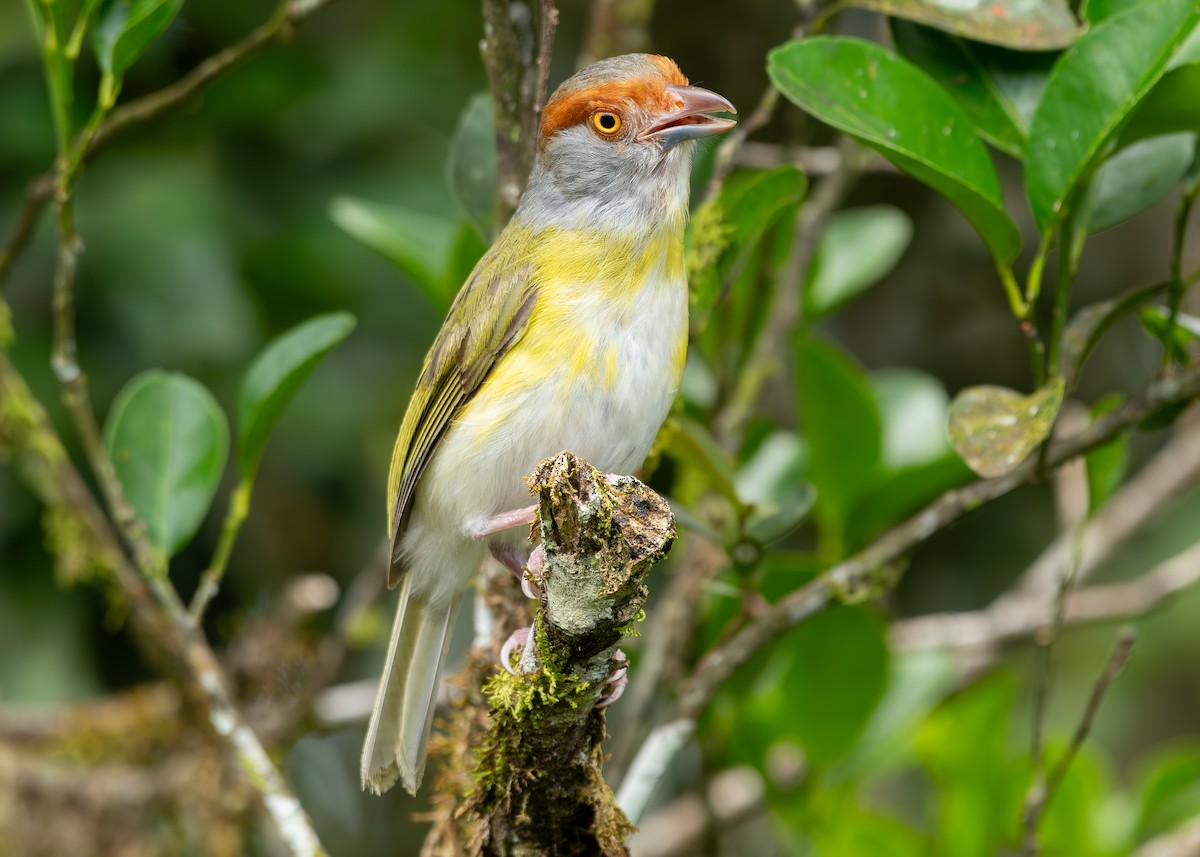 Rufous-browed Peppershrike - ML622342906