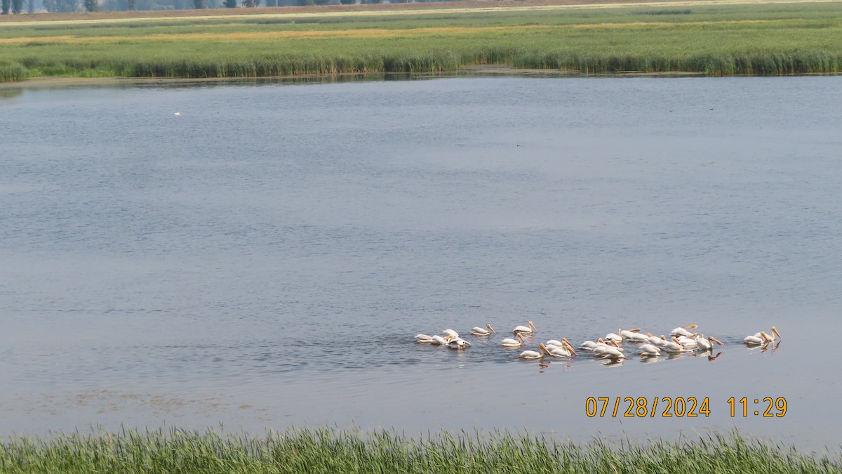 American White Pelican - ML622342979