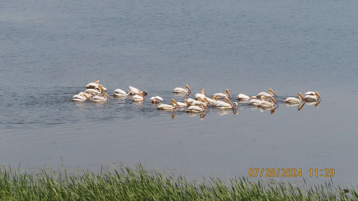 American White Pelican - ML622343018