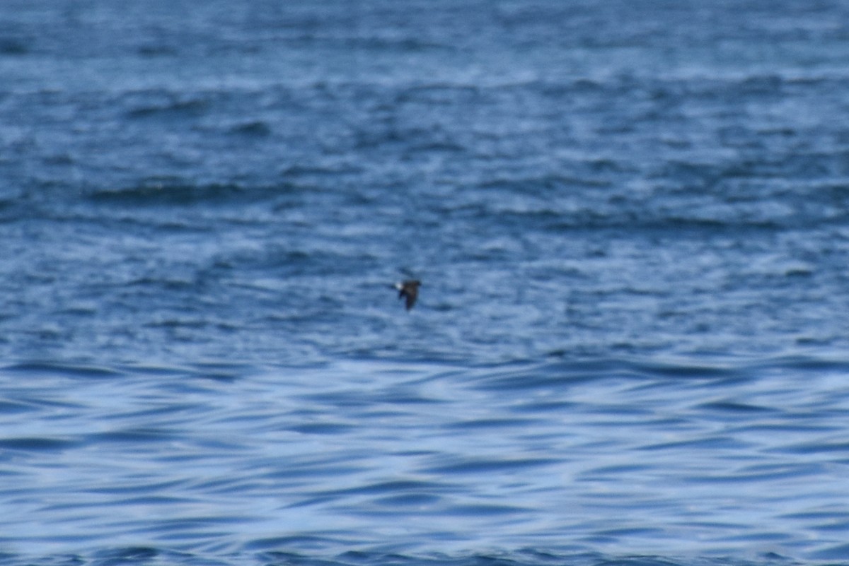 Wilson's Storm-Petrel - ML622343050