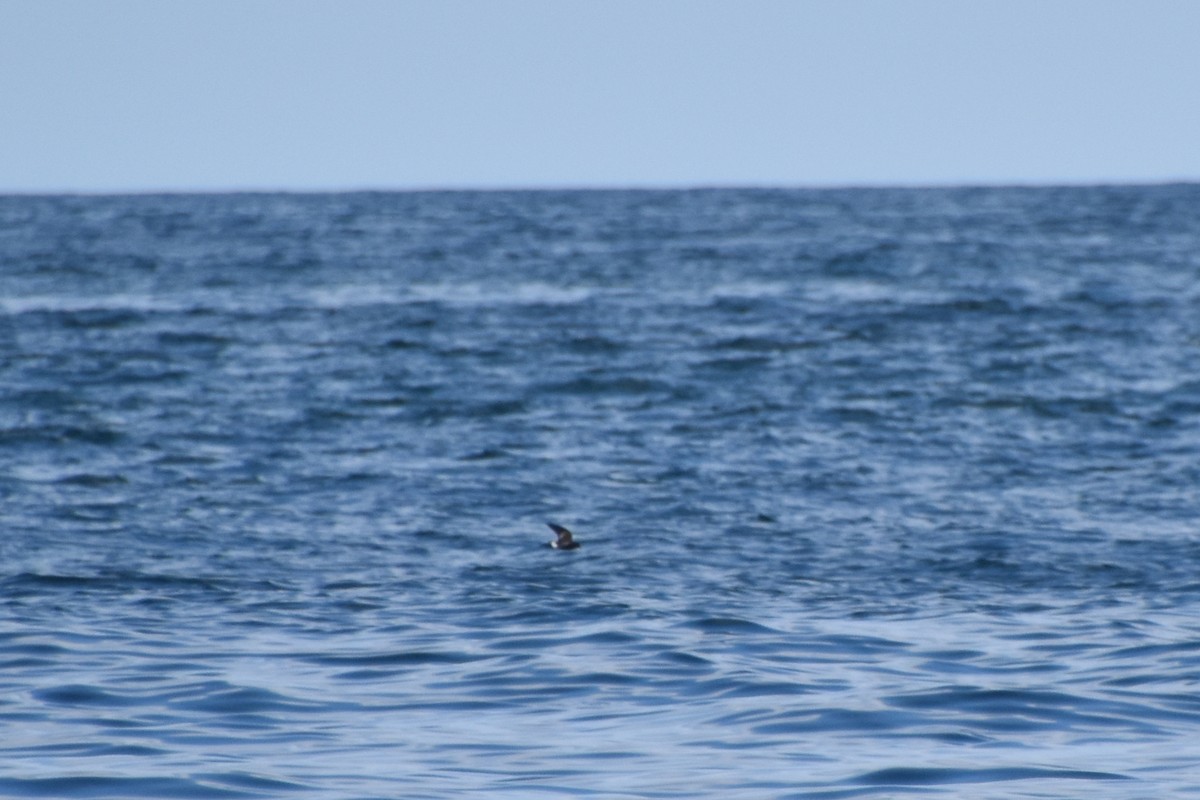 Wilson's Storm-Petrel - ML622343051