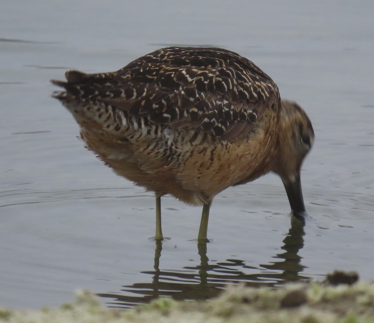 Long-billed Dowitcher - Darren Dowell