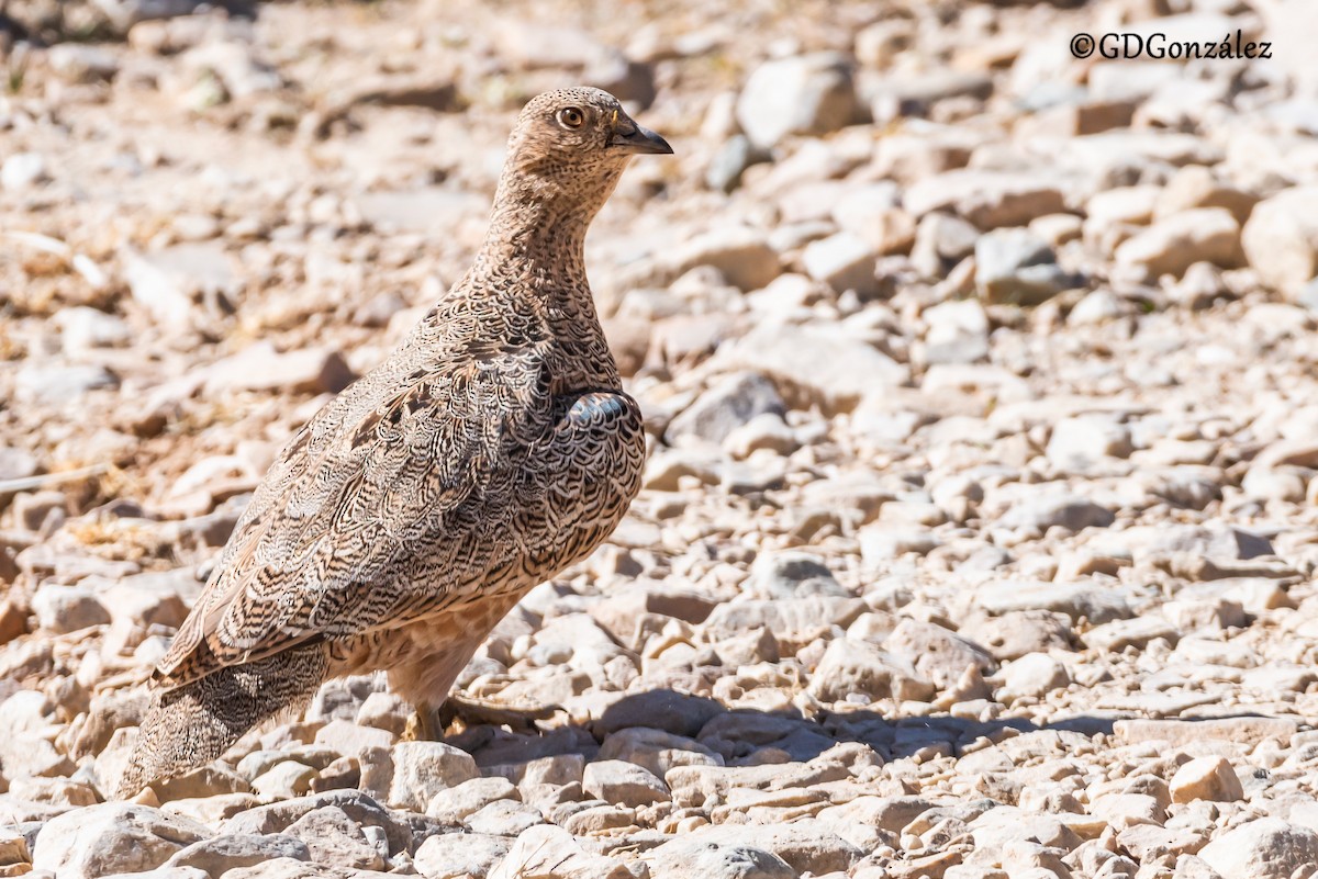 rustrypesnipe - ML622343267