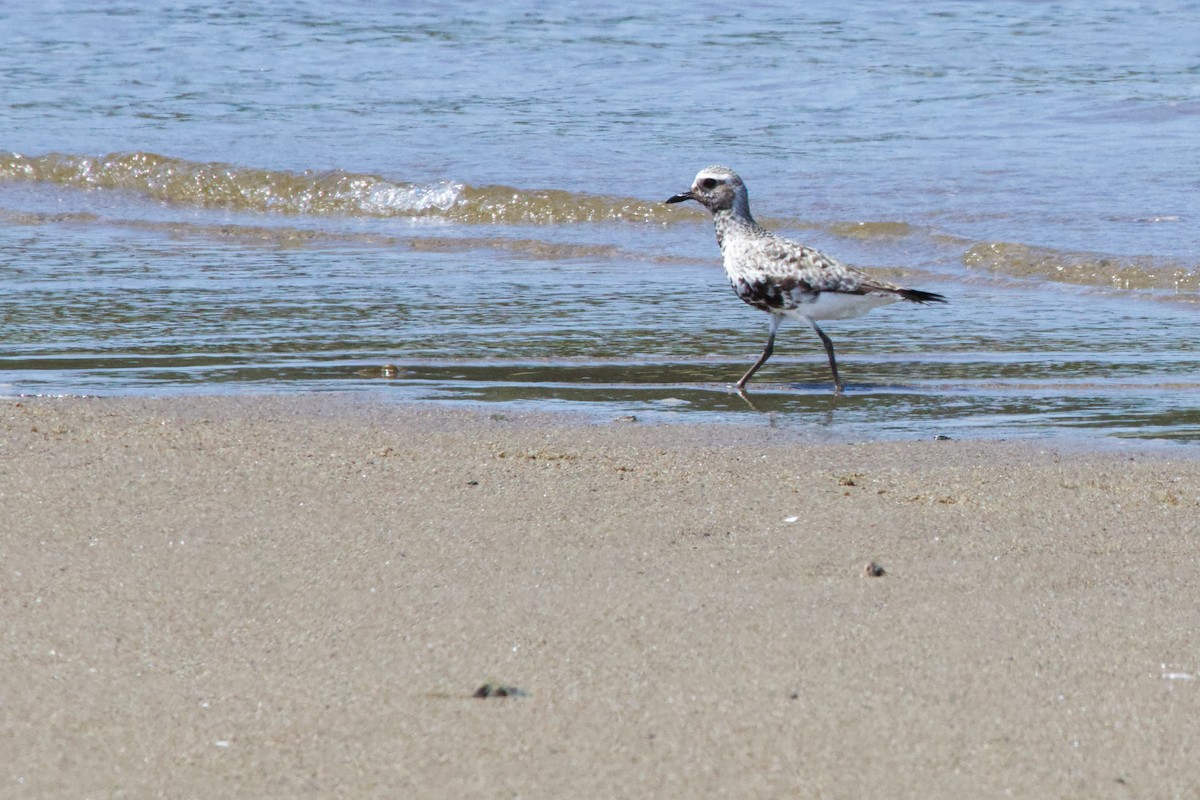 Black-bellied Plover - ML622343307