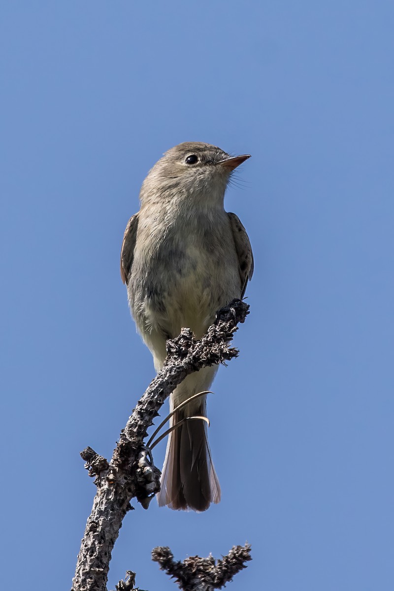 Gray Flycatcher - ML622343308