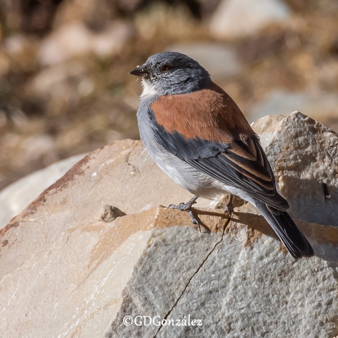 Red-backed Sierra Finch - GUSTAVO DANIEL GONZÁLEZ