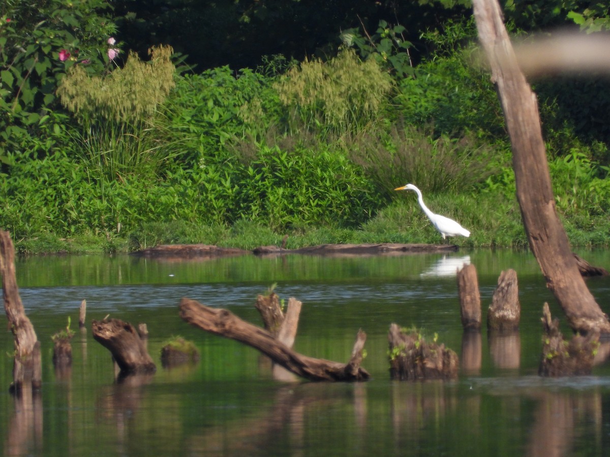 Great Egret - ML622343361