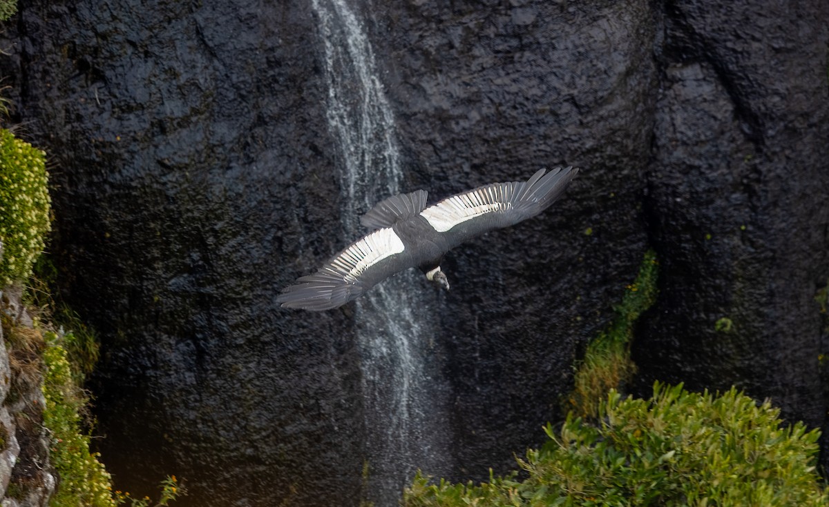 Andean Condor - ML622343371