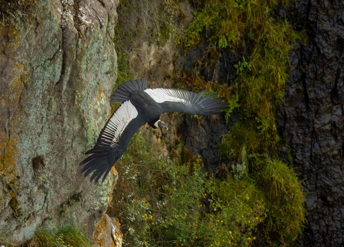 Andean Condor - Carlos Roberto Chavarria