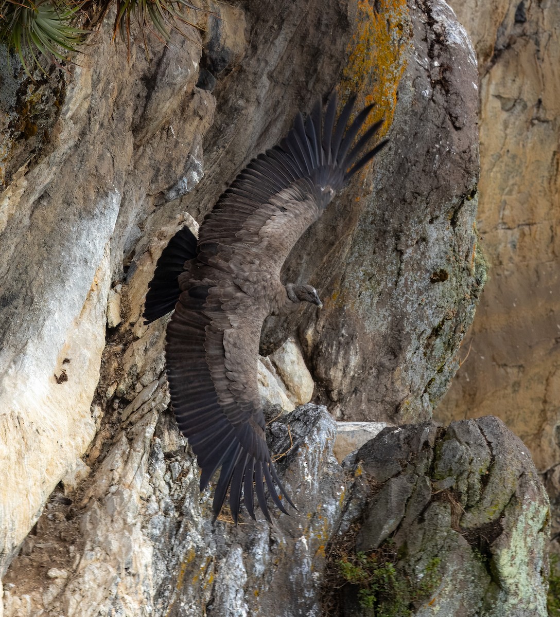 Andean Condor - ML622343373