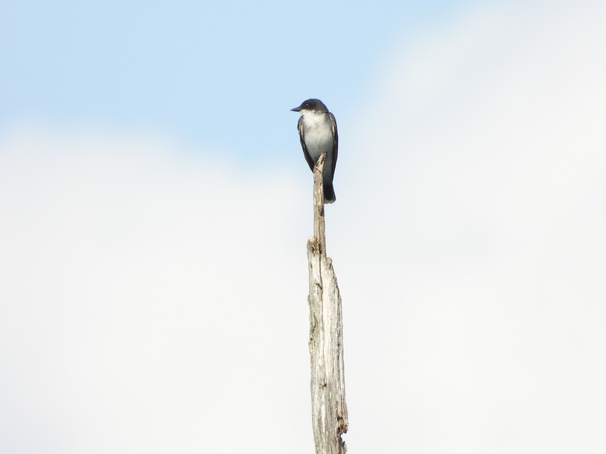 Eastern Kingbird - ML622343382