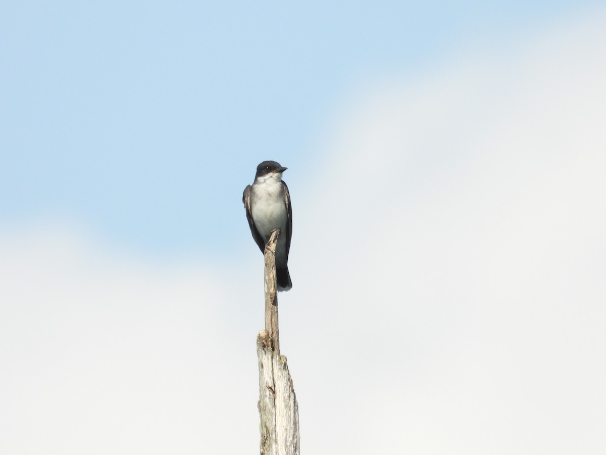 Eastern Kingbird - ML622343384