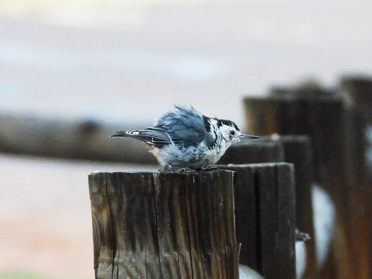 White-breasted Nuthatch - ML622343412