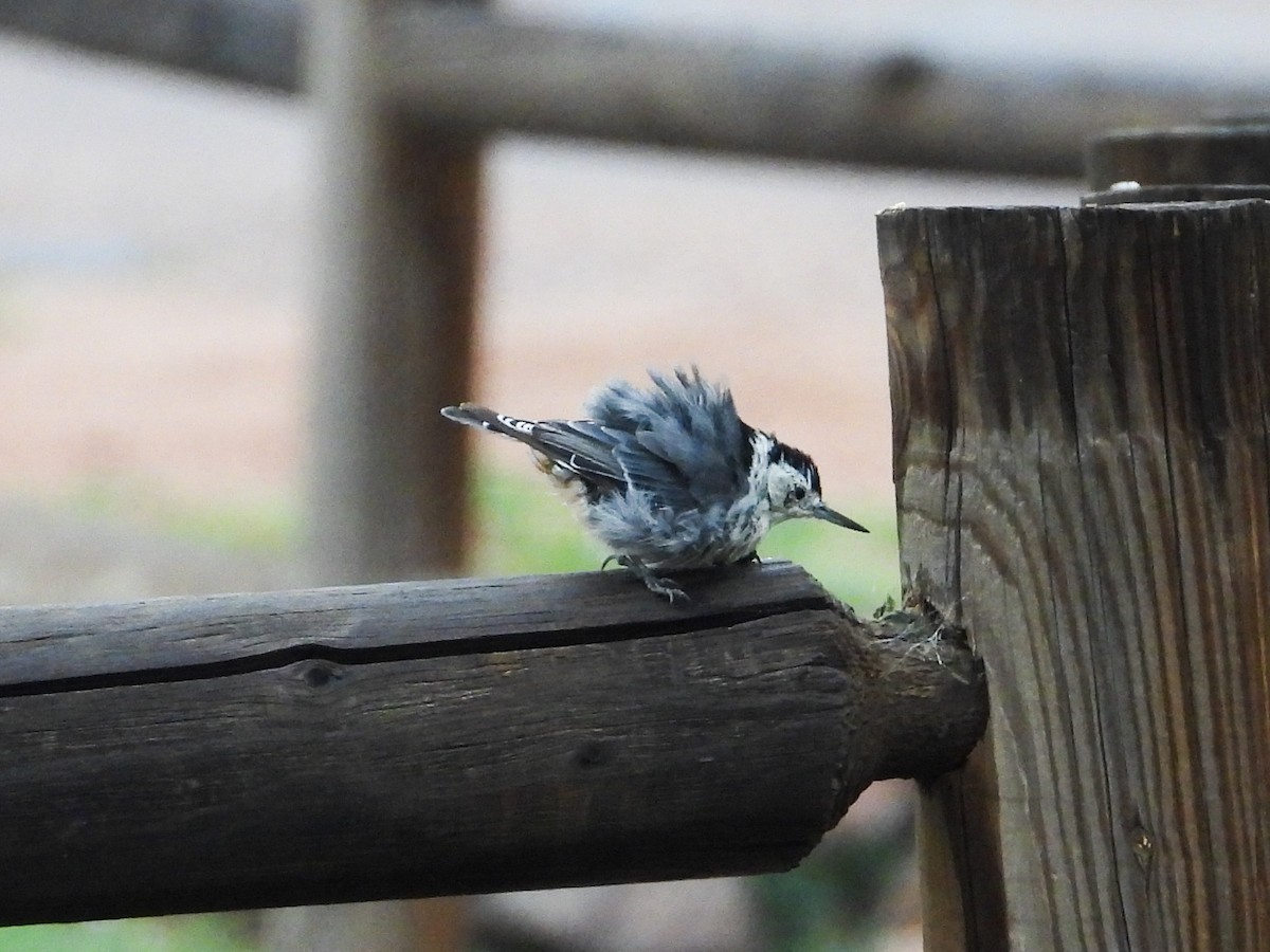 White-breasted Nuthatch - ML622343413