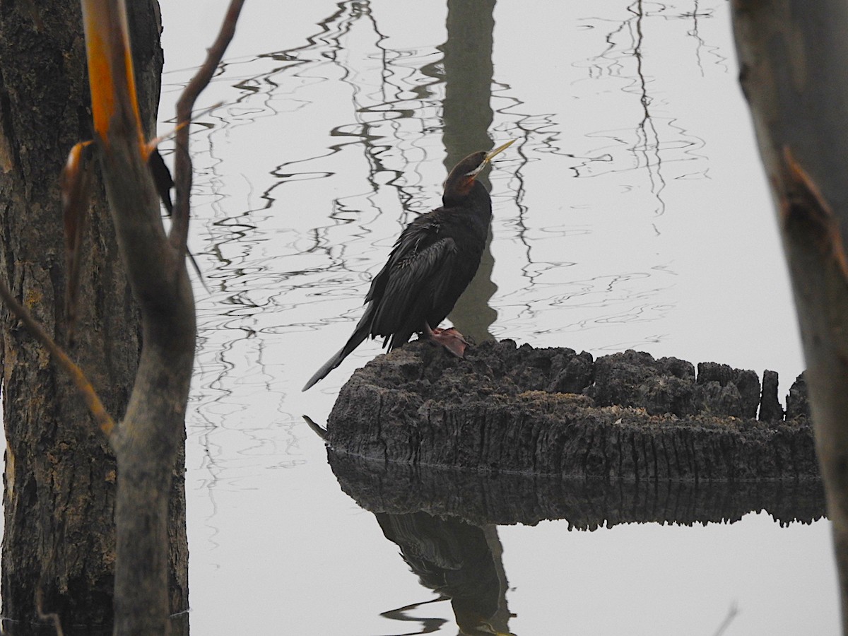 Anhinga d'Australie - ML622343460