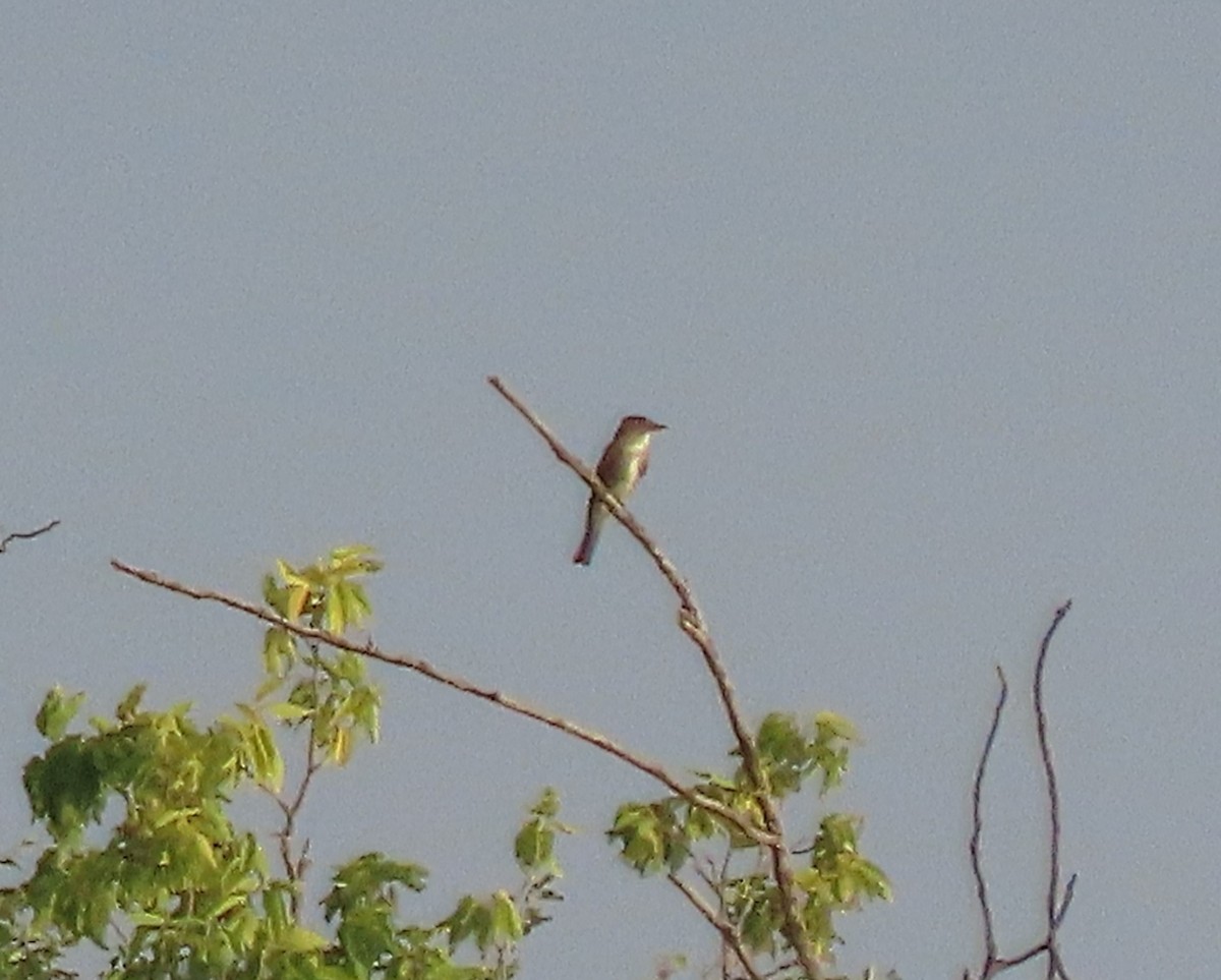 Olive-sided Flycatcher - ML622343462