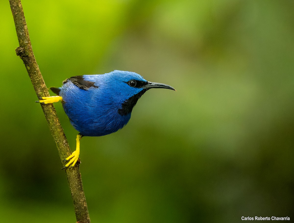 Shining Honeycreeper - Carlos Roberto Chavarria