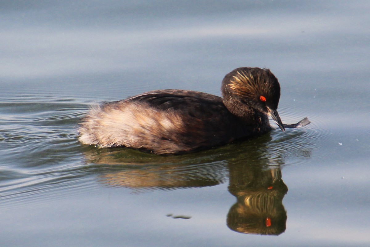 Eared Grebe - ML622343584