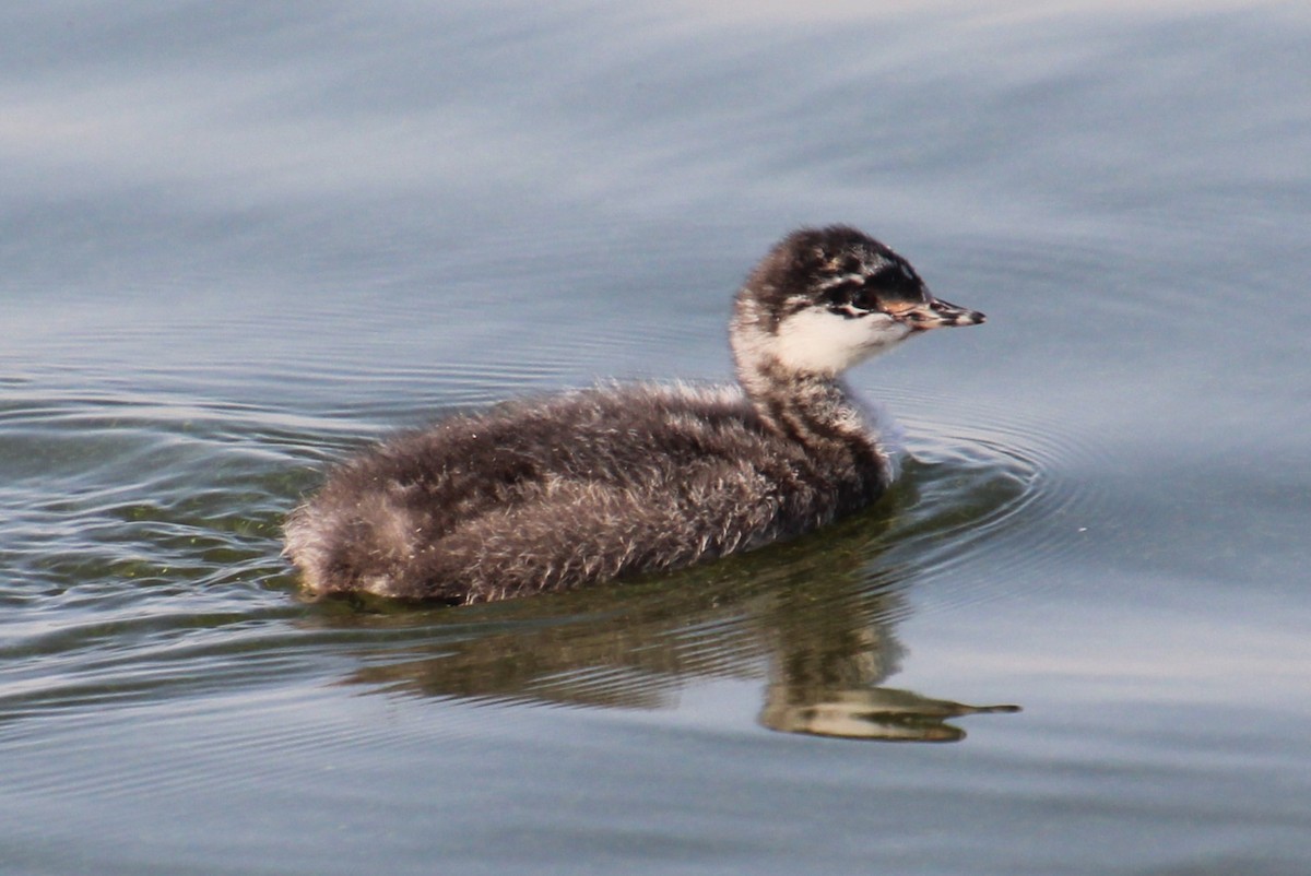 Eared Grebe - ML622343595