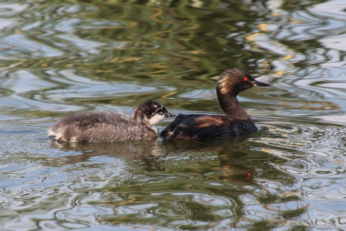 Eared Grebe - ML622343603