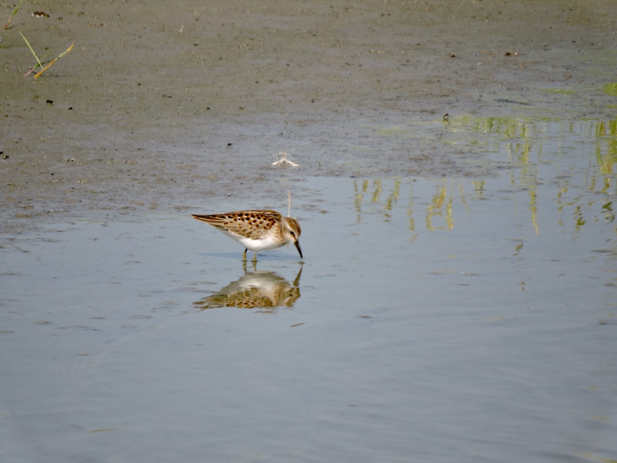 pygmésnipe - ML622343659