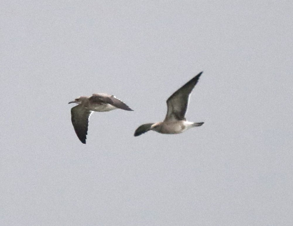 Laughing Gull - ML622343704