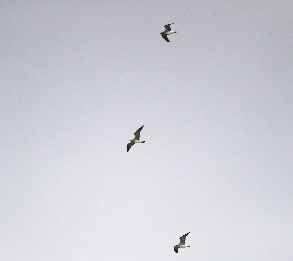 Laughing Gull - ML622343705