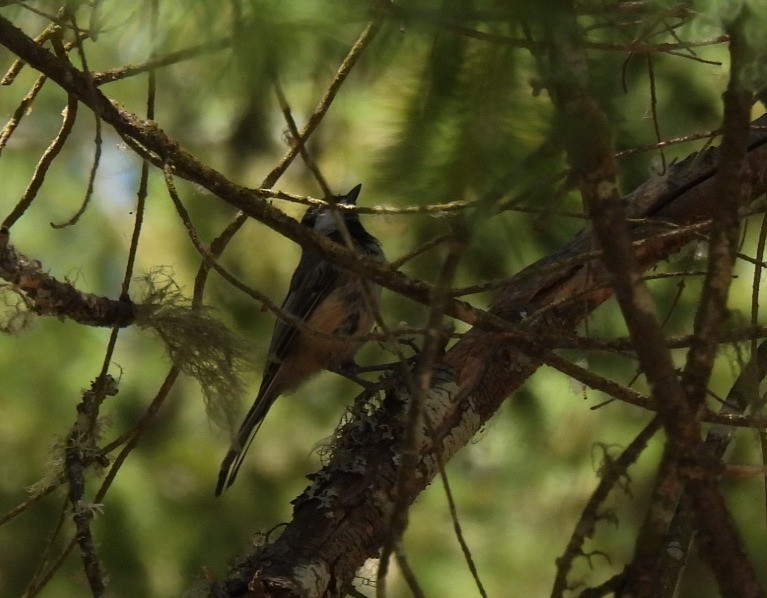 Mésange à dos marron - ML622343825