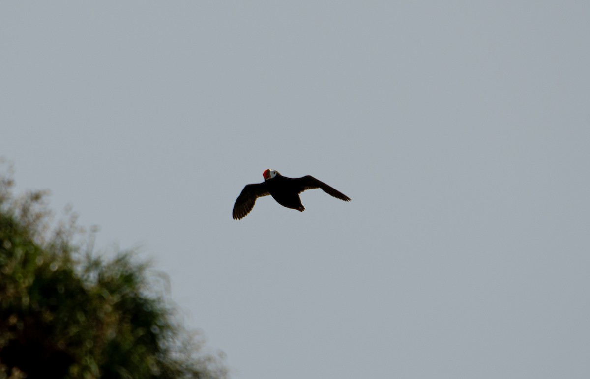 Tufted Puffin - ML622343959