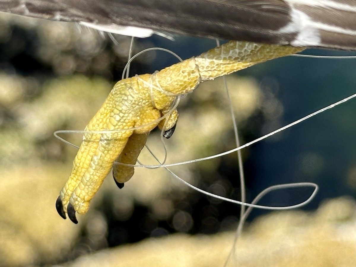 jespák příbojový - ML622343966