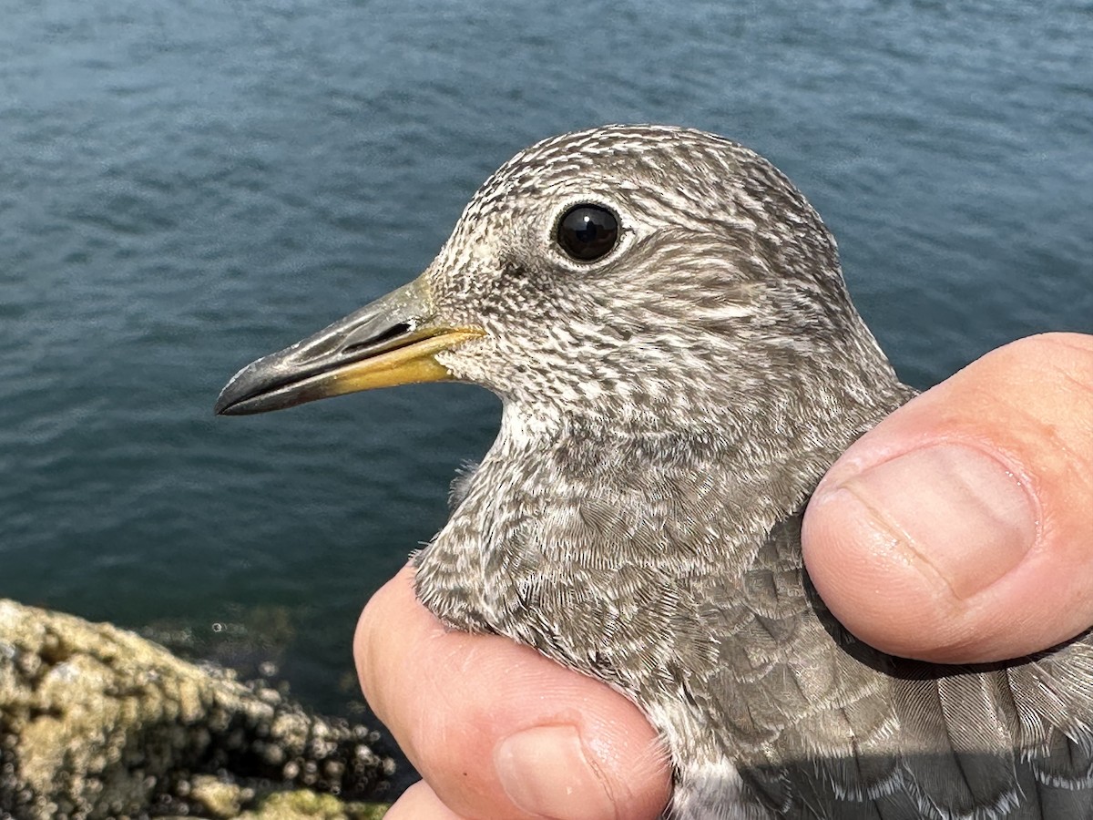 jespák příbojový - ML622343967