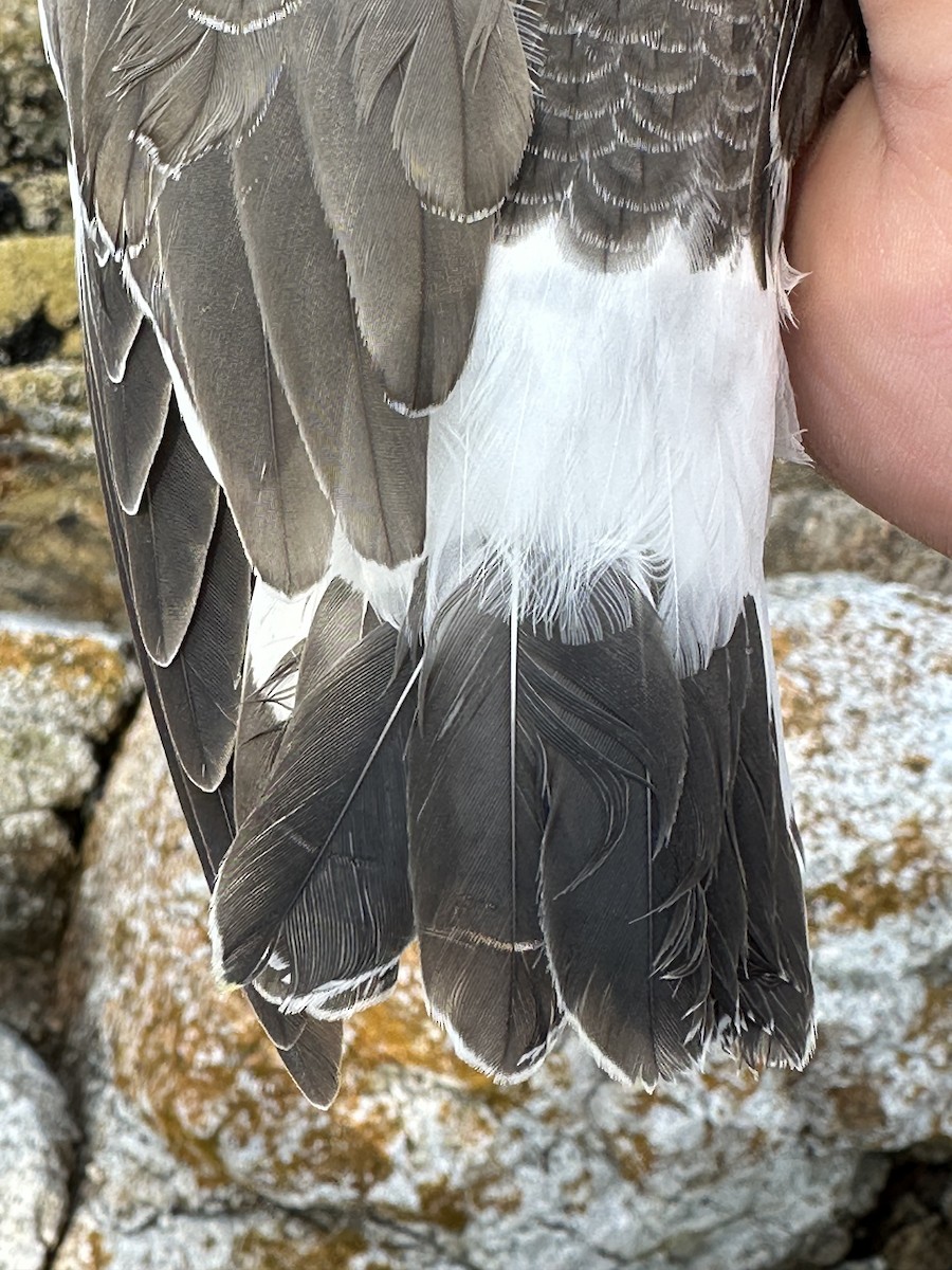 jespák příbojový - ML622343968