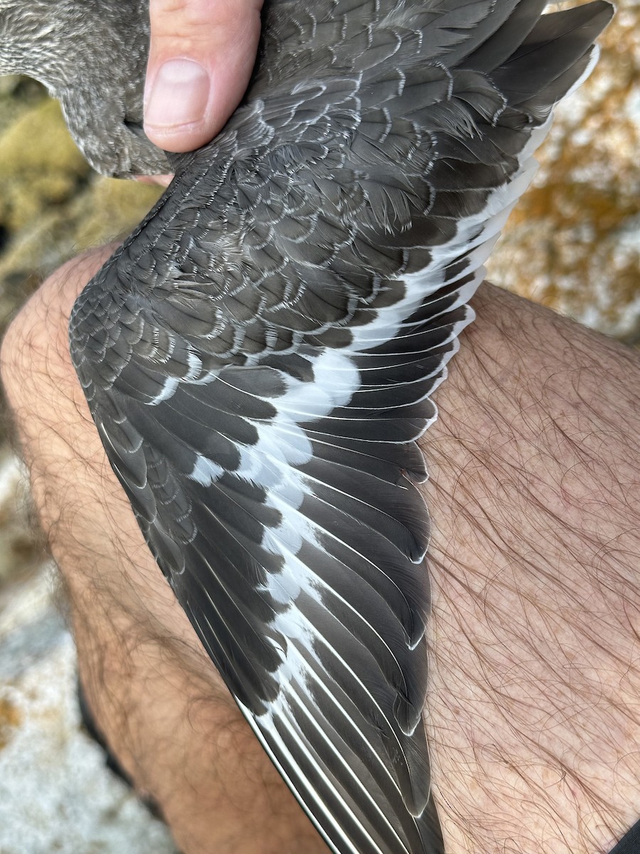 jespák příbojový - ML622343969