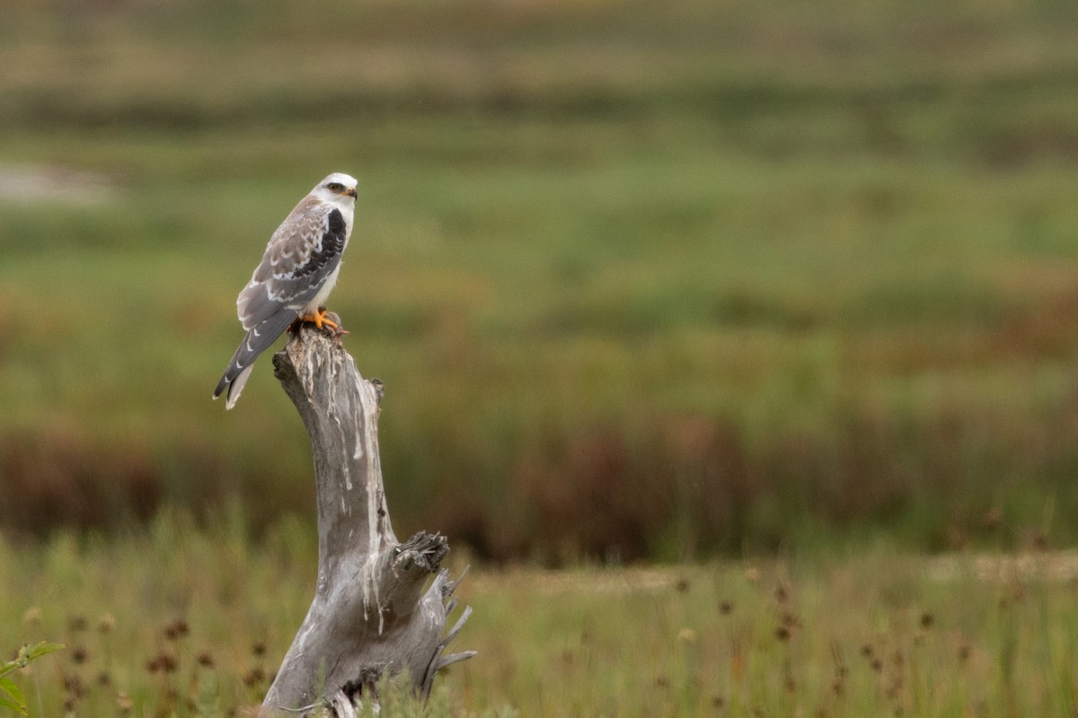 White-tailed Kite - ML622343976